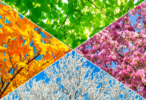 Semtember Spring 6 Ayurvedic Seasonal Tips: Boost Your Health During Spring, Summer, Fall,